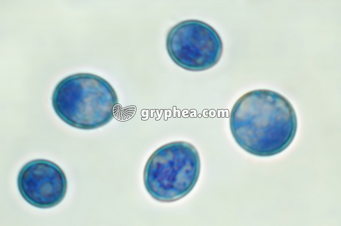 Levures de Bière colorées au Bleu de méthyl (BM) x1000 - gryphea.com